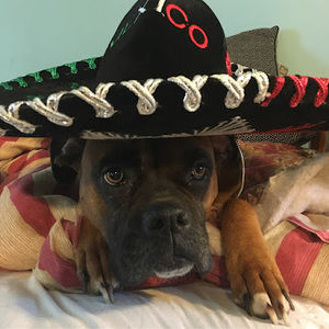 Meet your Posher, Frank